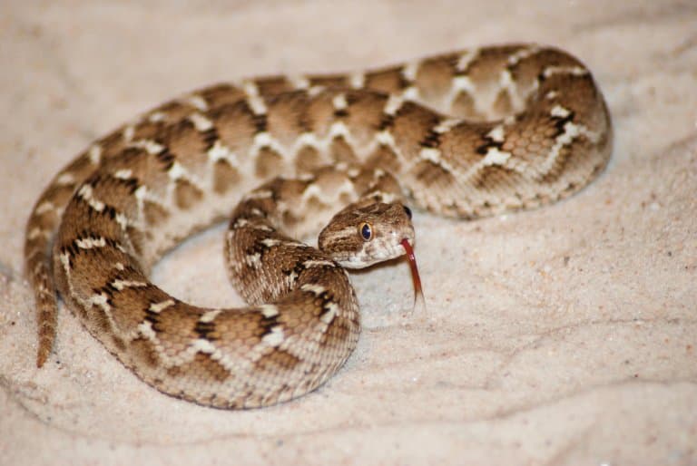 Saw-Scaled Viper Facts