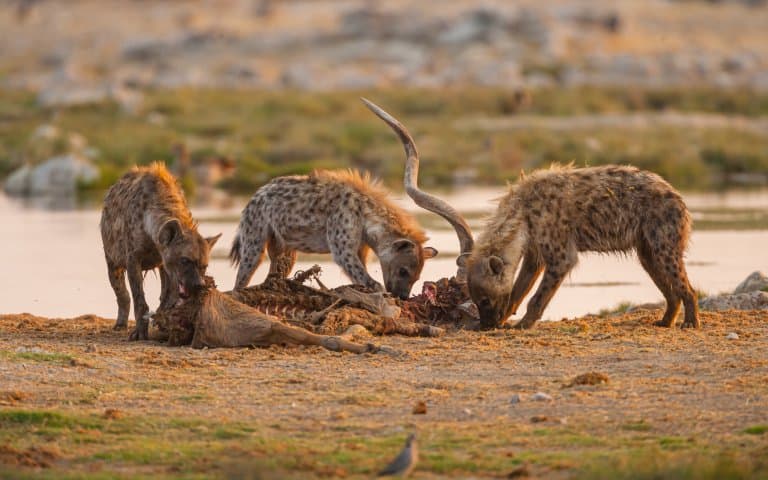 Spotted Hyena eating carcass