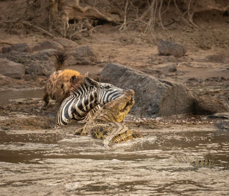 Spotted Hyena attacking zebra with croc