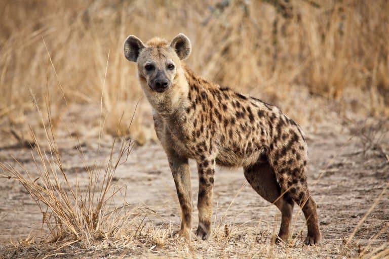 Spotted Hyena Facts