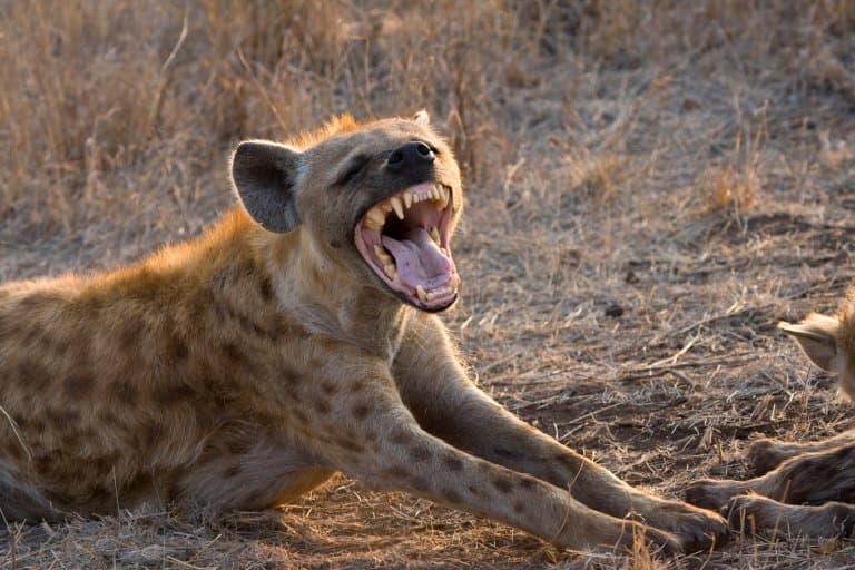 Spotted Hyena mouth wide open