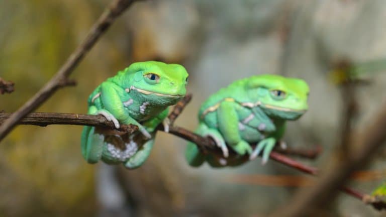 Waxy Monkey Tree Frog Facts