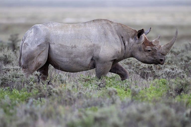 West African Black Rhino Facts