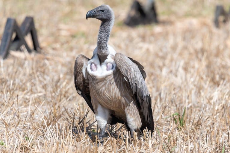 White-backed Vulture on ground and close up
