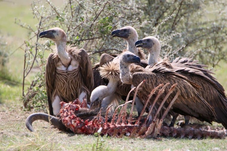 White-backed Vultures eating carcass