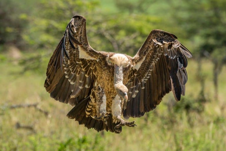 White-backed Vulture Facts