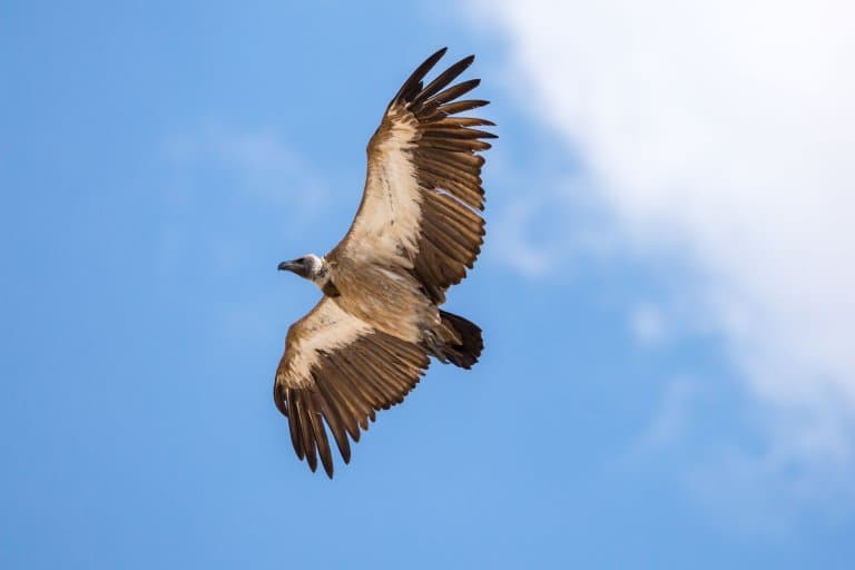 White-backed Vulture flying