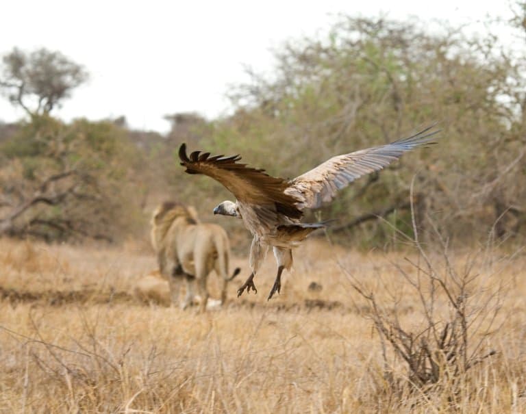White-backed Vulture and Lion arriving