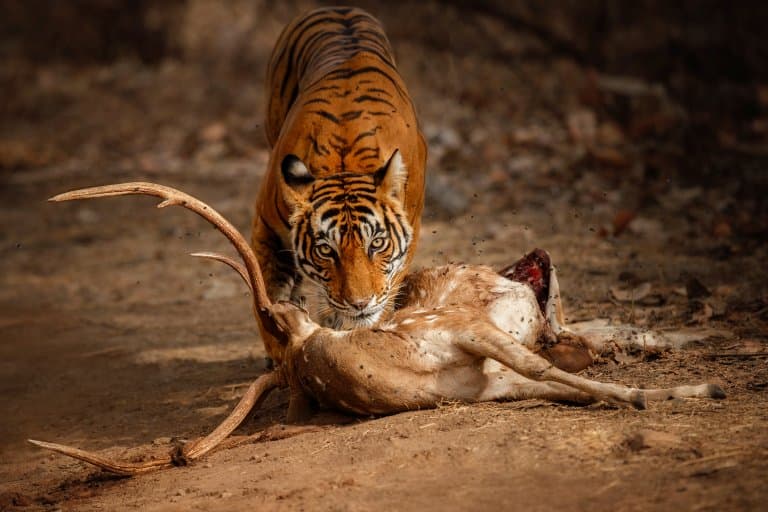 Bengal Tiger eating prey