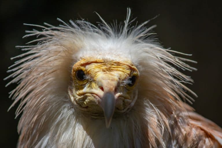 Egyptian Vulture face up close