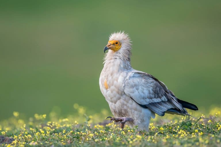 Egyptian Vulture Facts
