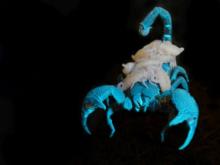 emperor scorpion blue uv