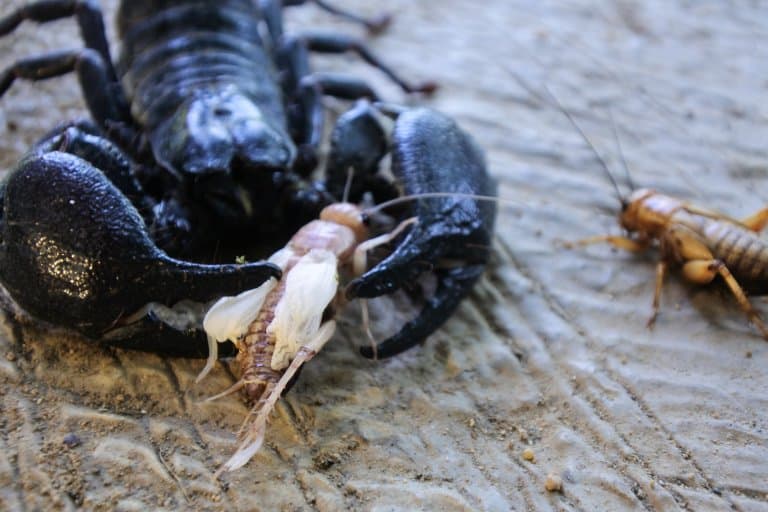 Emperor Scorpion eating bugs