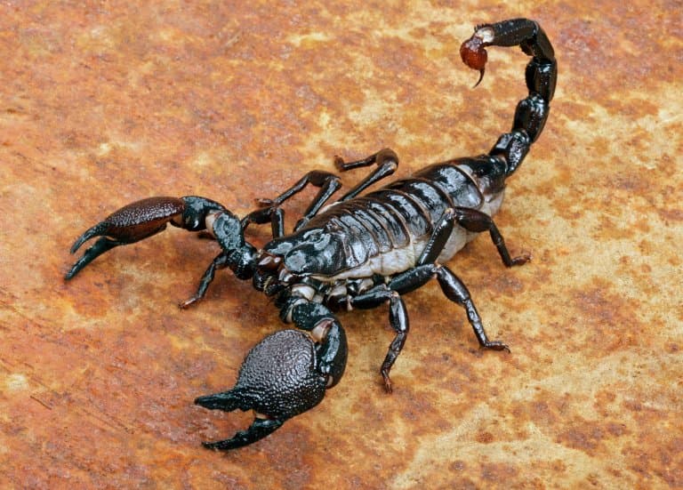 Emperor Scorpion Facts