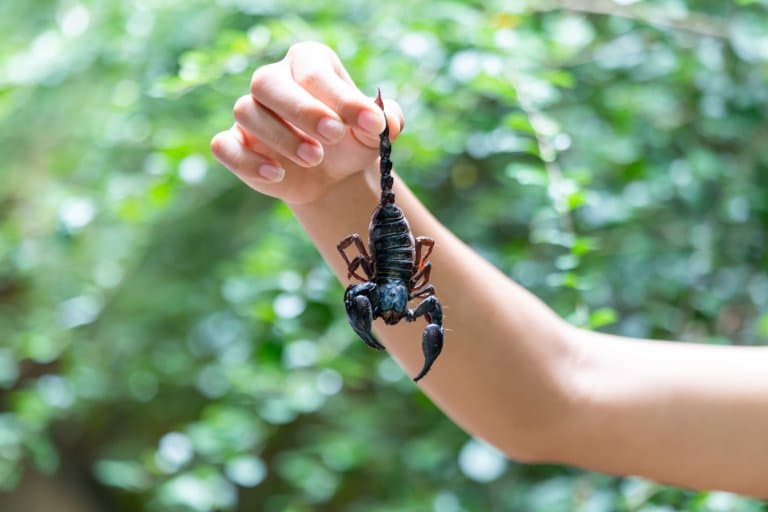 Emperor Scorpion picked by by tail