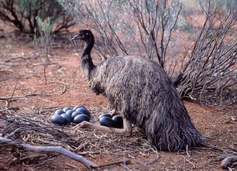 Emu, nest and eggs