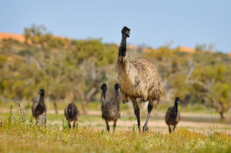 Emu family