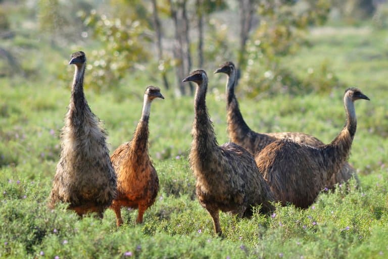 Emus