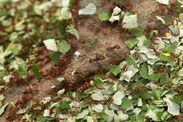 Leafcutter Ant colony
