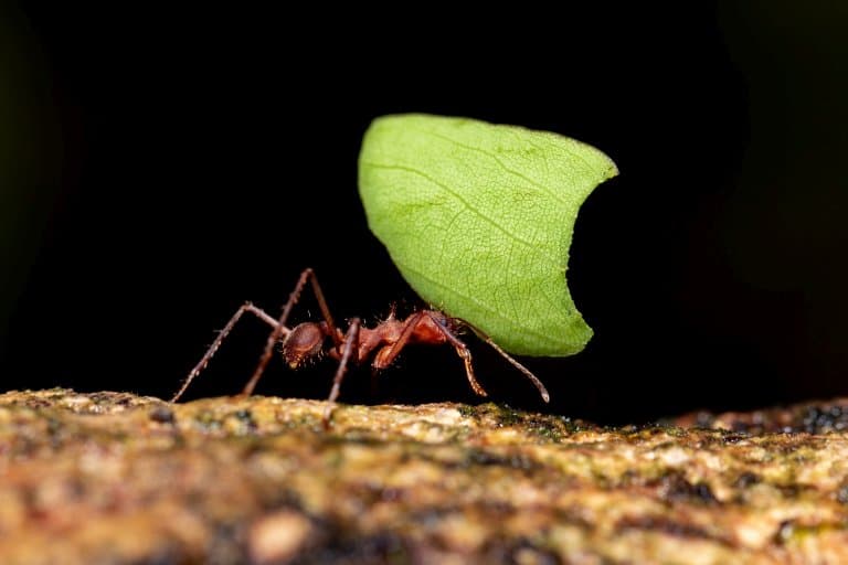 Leafcutter Ant Facts
