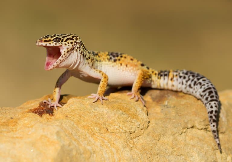 Leopard Gecko without teeth