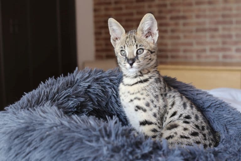 Savannah Cat, a serval hybrid with a domestic cat