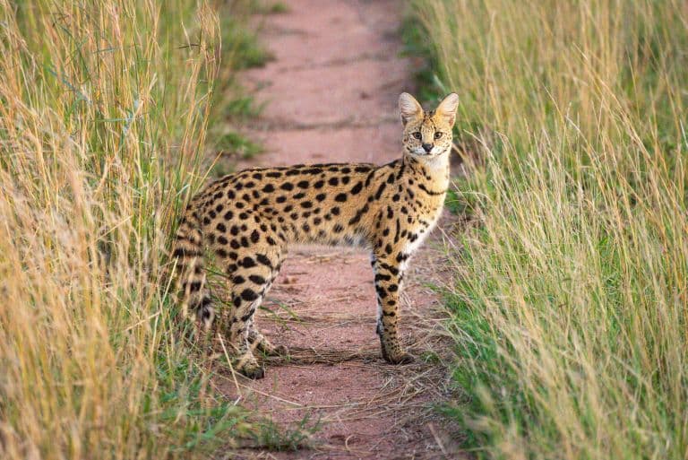 Serval out in the wild