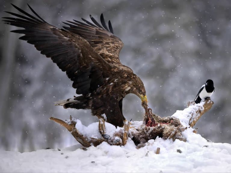 White-Tailed Eagle eating carrion