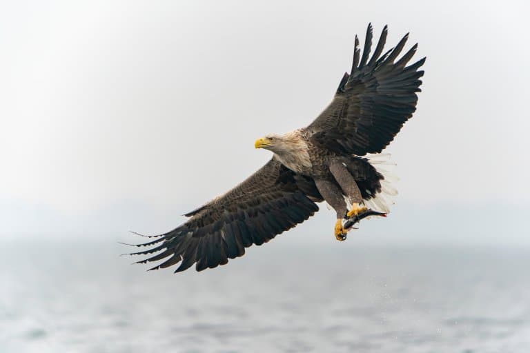 White-Tailed Eagle Facts