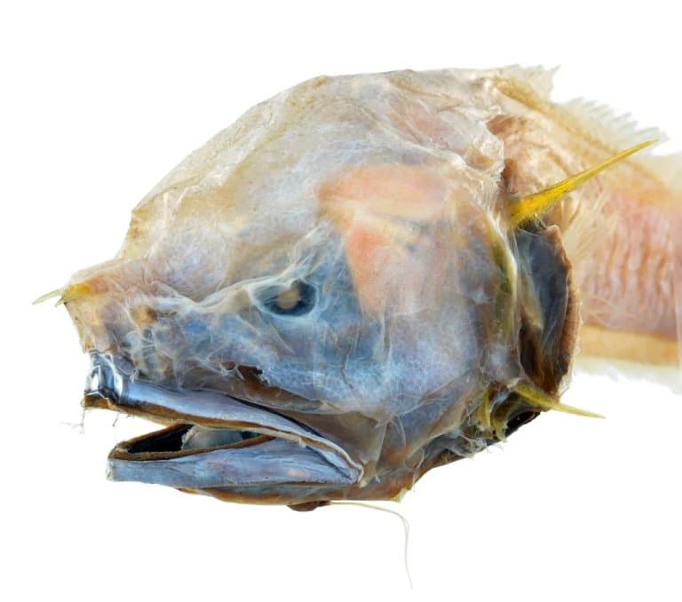 Bony-eared Assfish
