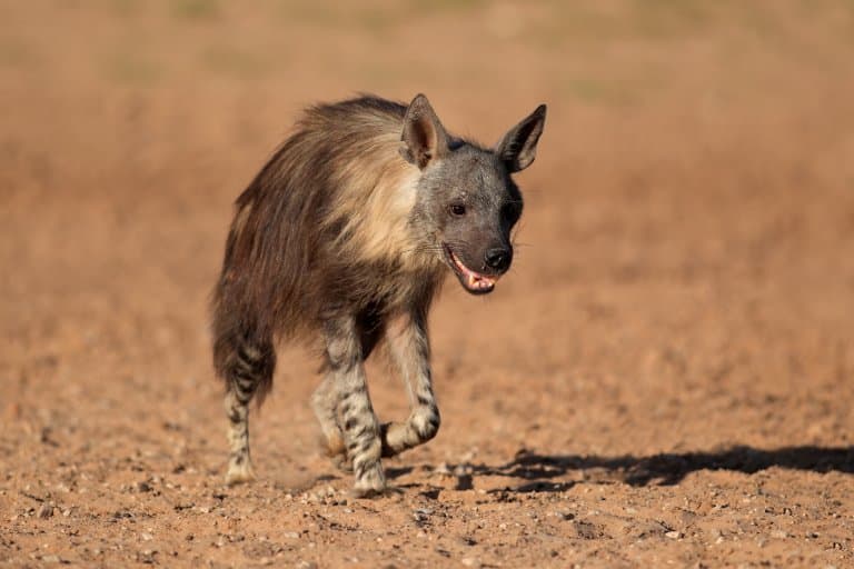 Brown Hyena Facts