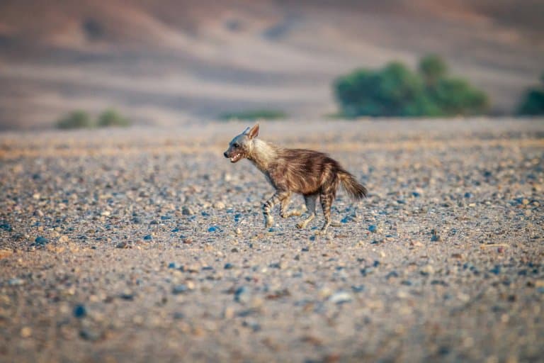 Brown Hyena running