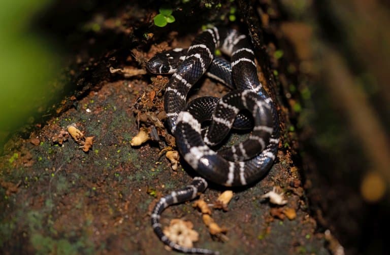 Common Krait curled up