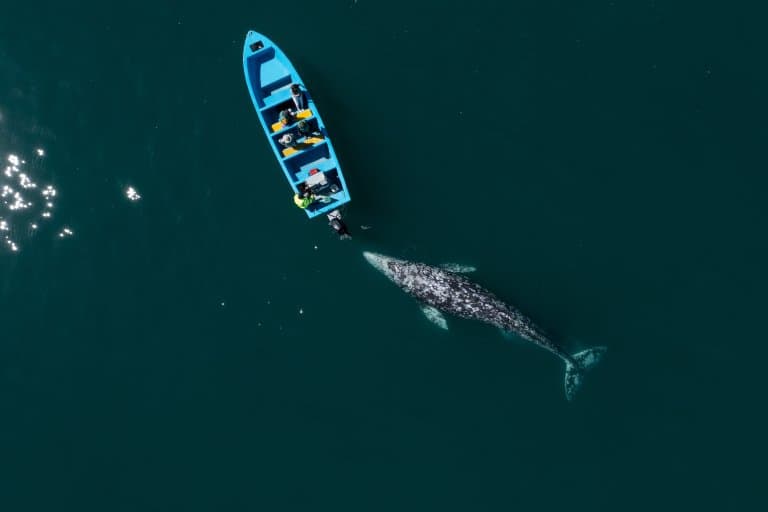 Gray Whale boat