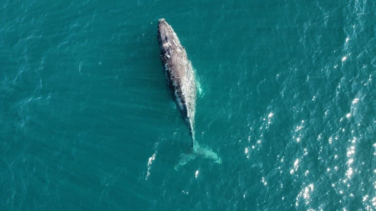 Gray Whale swimming