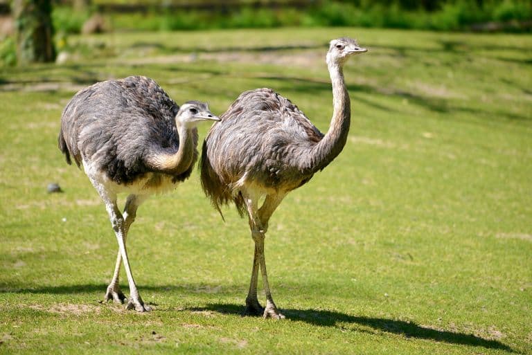 Greater Rhea Facts