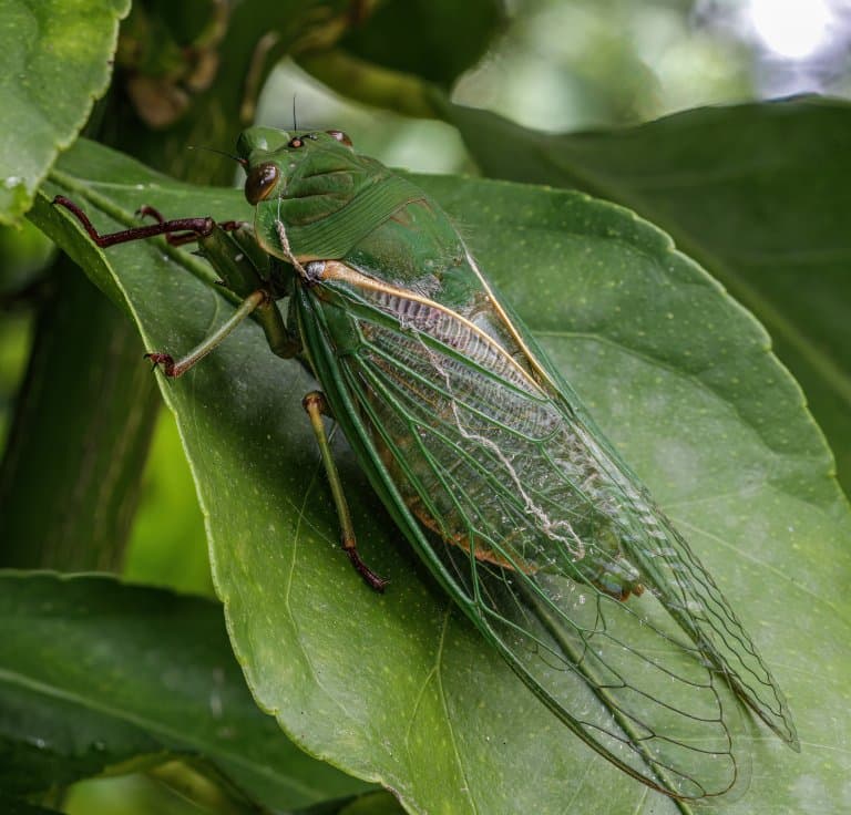greengrocer cicada