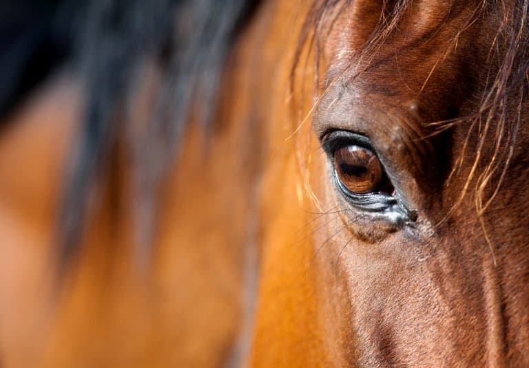 Horses huge eye