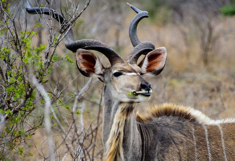 Kudu Antlers