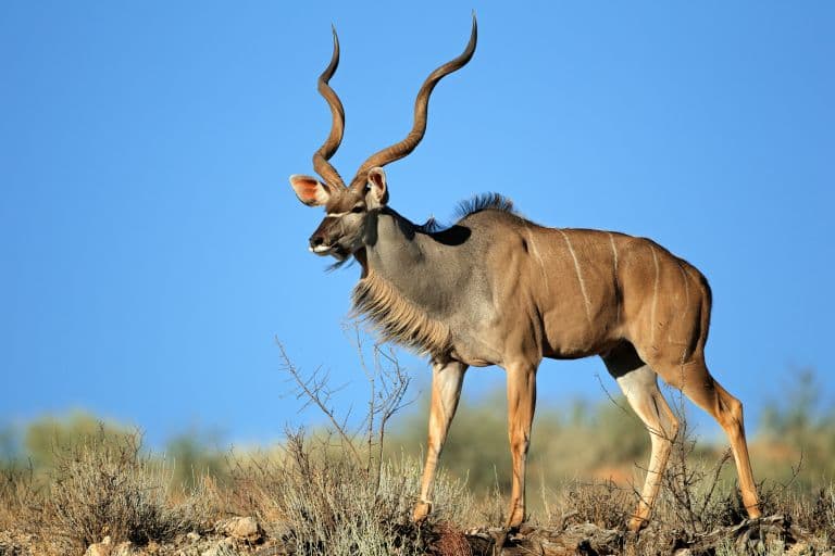 Kudu Facts