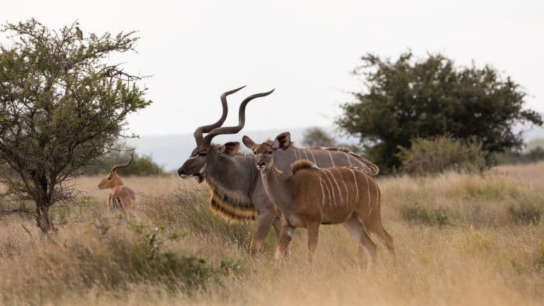 Male and Female Kudu