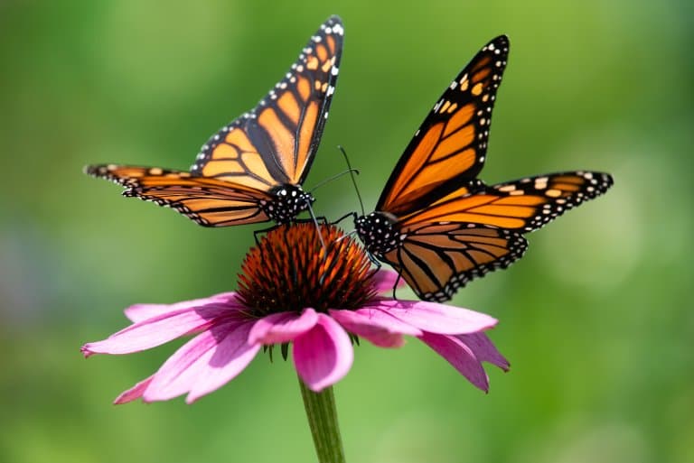 Monarch Butterfly Facts
