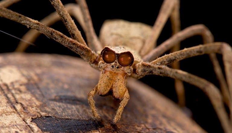 Ogre-faced Spider with huge eyes