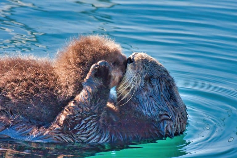 Sea otter mother and pup
