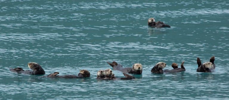 Colony of sea otters