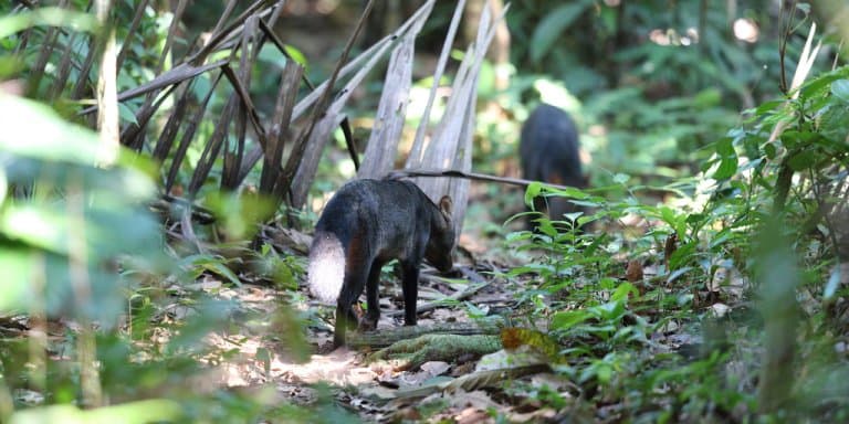 Short Eared Dogs in Rainforest
