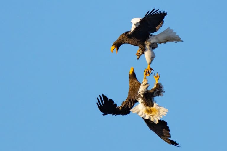 Steller's Sea Eagles fighting