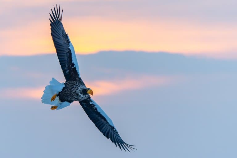 Steller's Sea Eagle flying