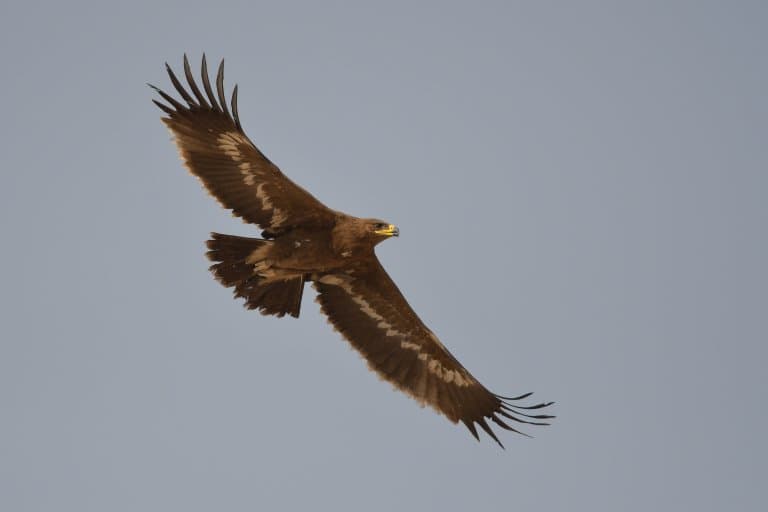 steppe eagle flying