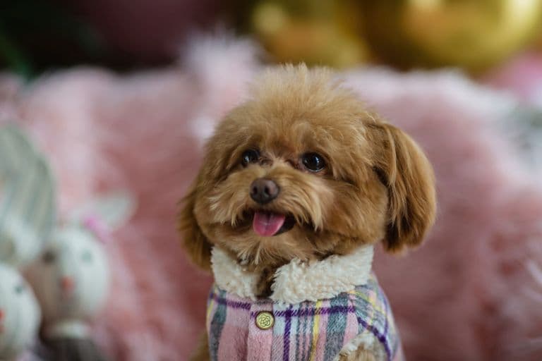 Teacup Poodle in clothing!
